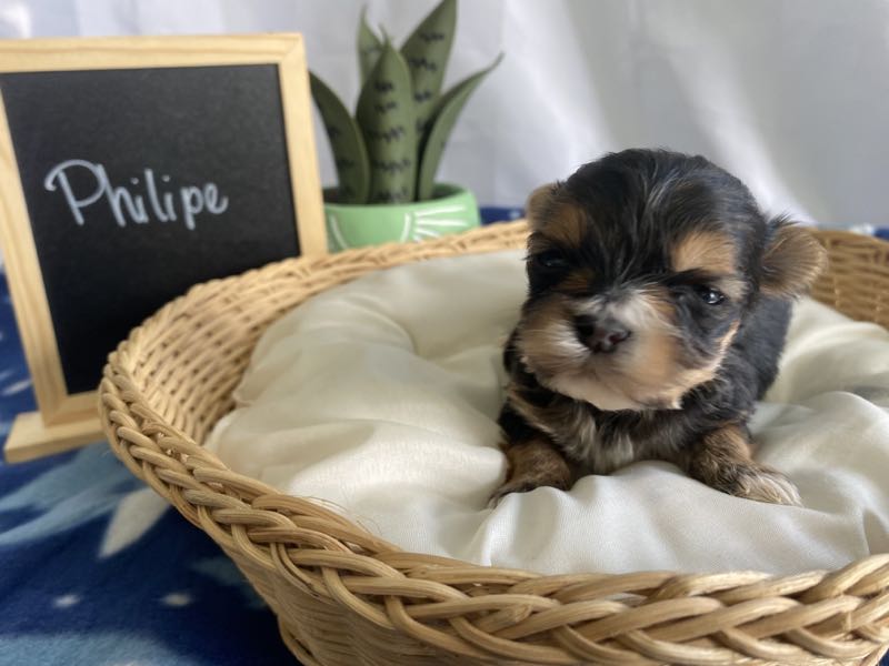 Philipe - Morkie Puppy