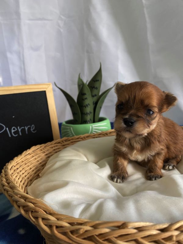 Pierre - Morkie Puppy