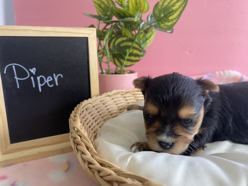 Piper - Morkie Puppy