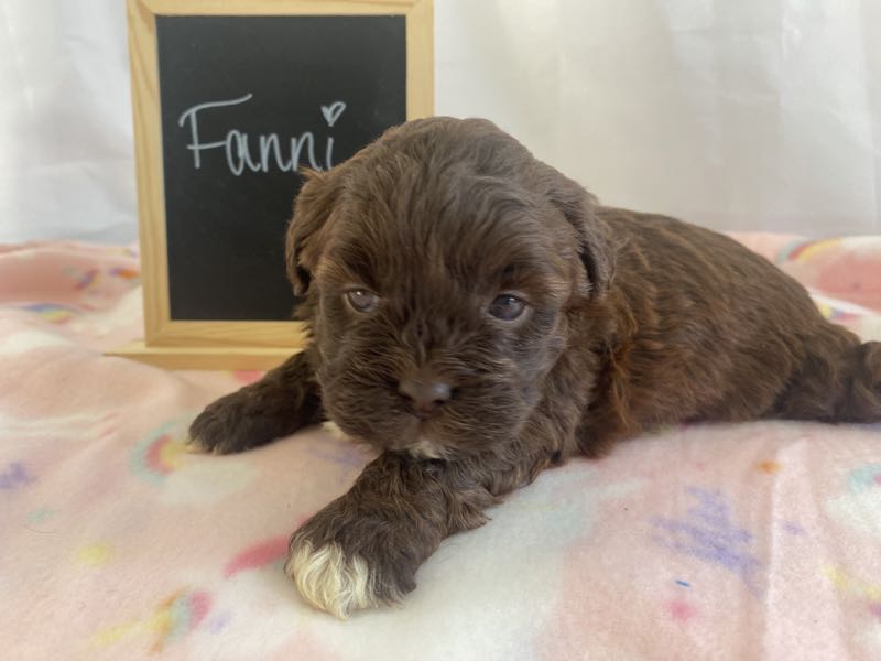 Fanni - Shihpoo Puppy
