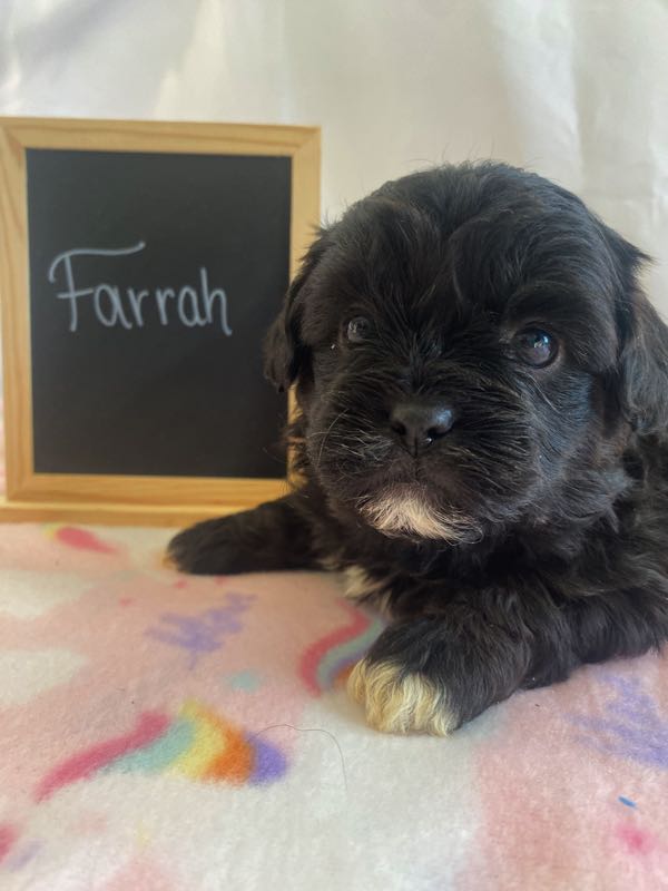 Farrah - Shihpoo Puppy