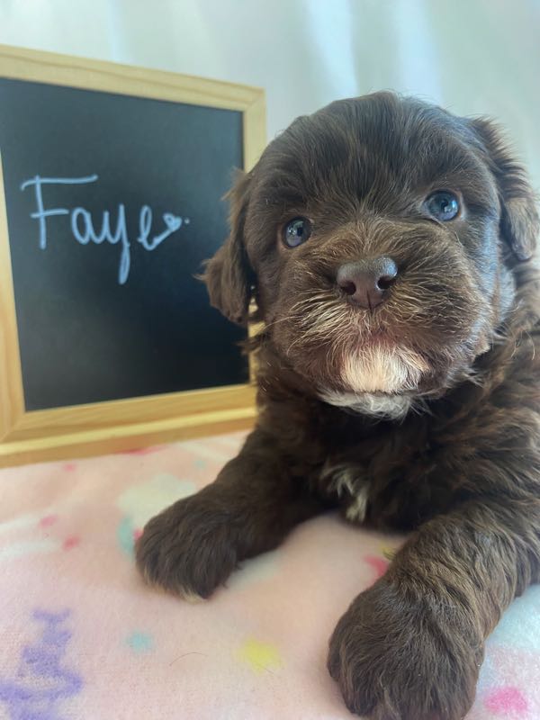 Faye - Shihpoo Puppy