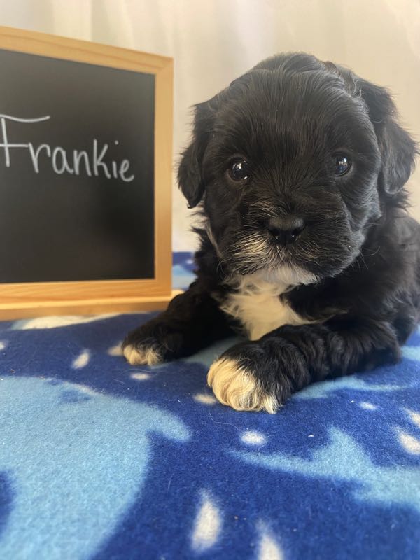 Frankie - Shihpoo Puppy