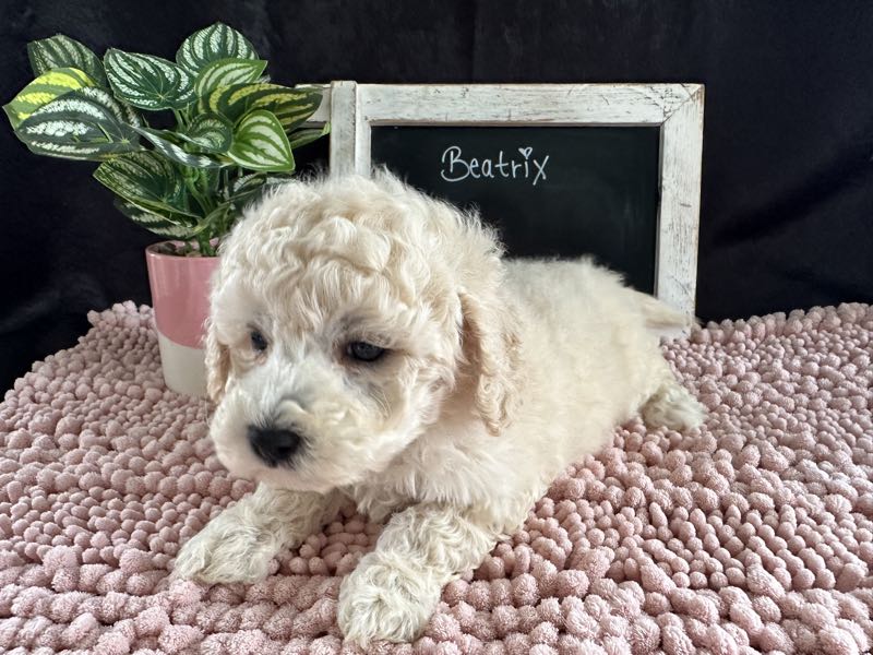 Beatrix - Bichapoo Puppy