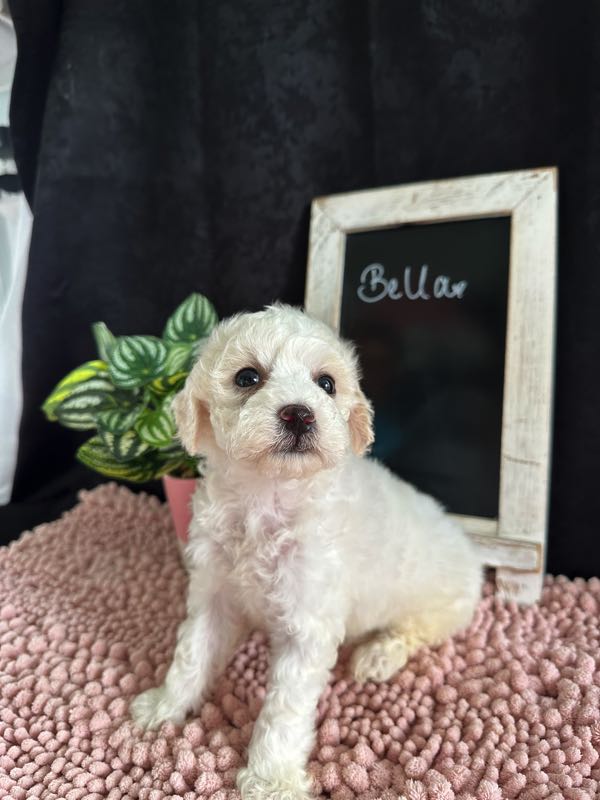 Bella - Bichapoo Puppy