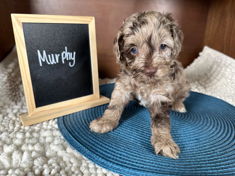 Murphy - Cockapoo Puppy