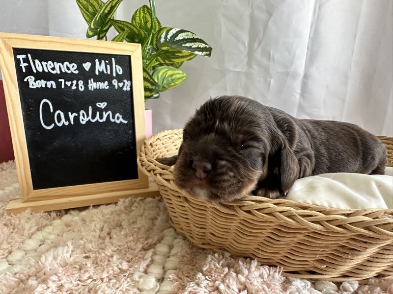 Carolina - Cocker Spaniel Puppy