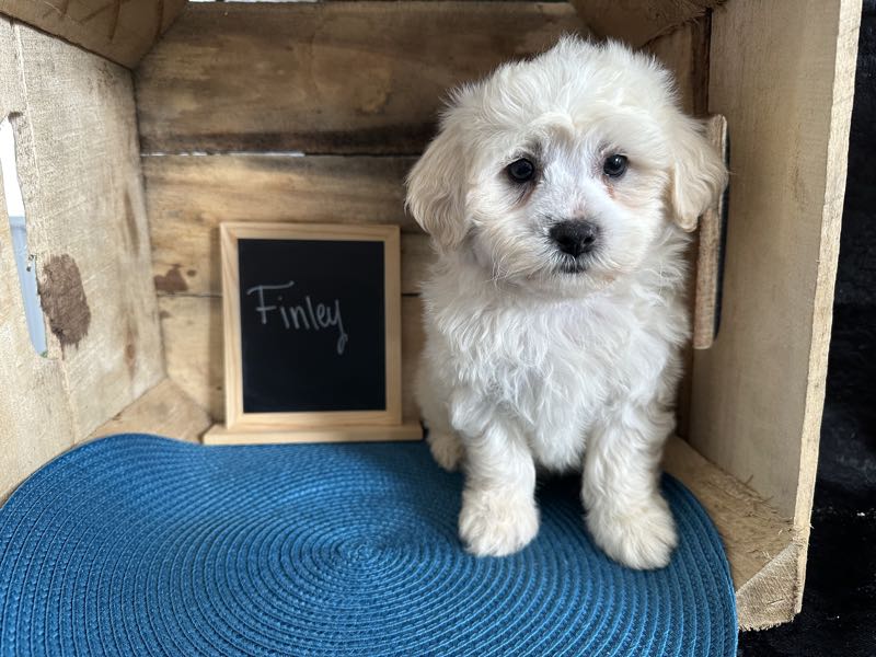 Finley - Shichon Puppy