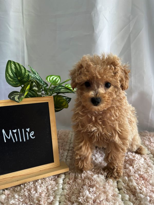 Millie - Bichapoo Puppy