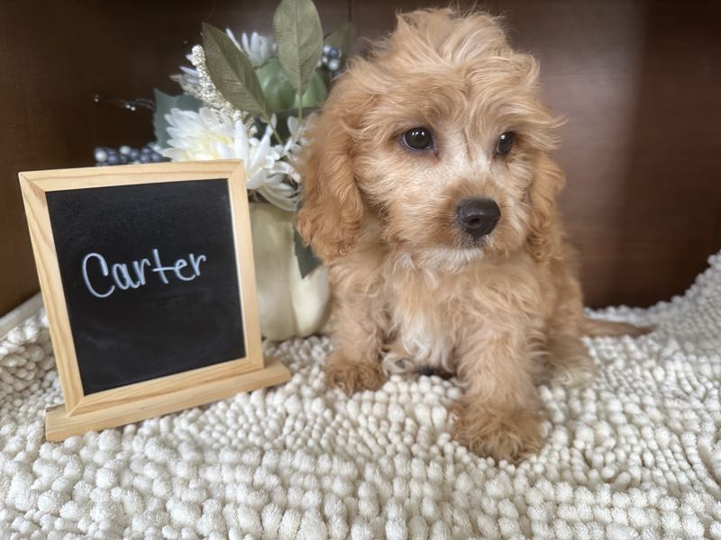 Carter - Cavapoo Puppy