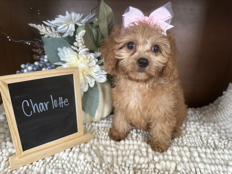 Charlotte - Cavapoo Puppy