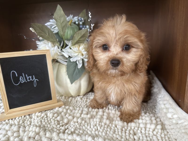 Colby - Cavapoo Puppy