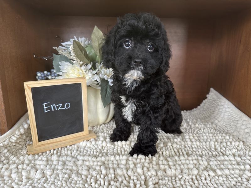 Enzo - Cavapoo Puppy