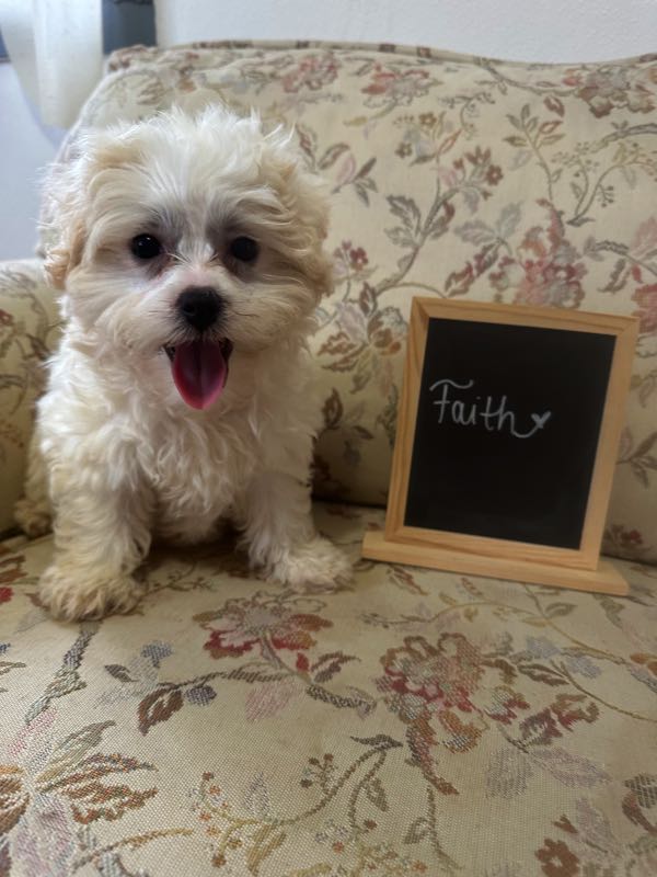 Faith - Shichon Puppy