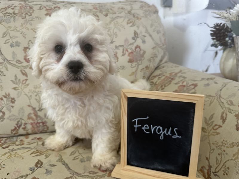 Fergus - Shichon Puppy