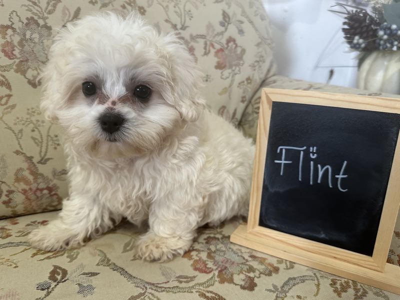 Flint - Shichon Puppy