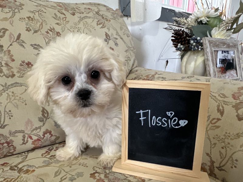 Flossie - Shichon Puppy