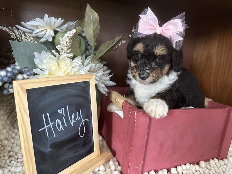 Hailey - Mini Aussiedoodle Puppy