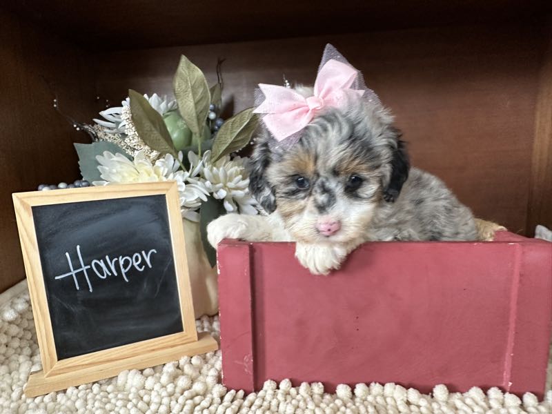 Harper - Mini Aussiedoodle Puppy