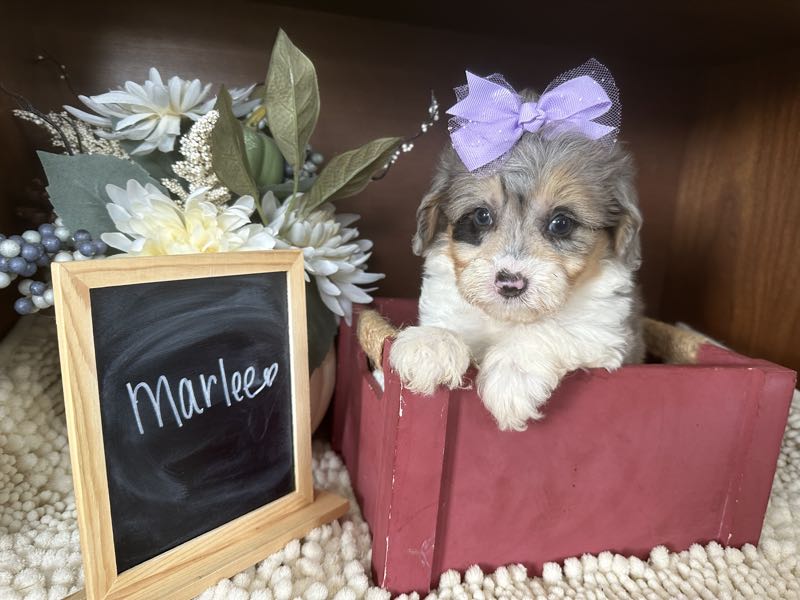 Marlee - Mini Aussiedoodle Puppy