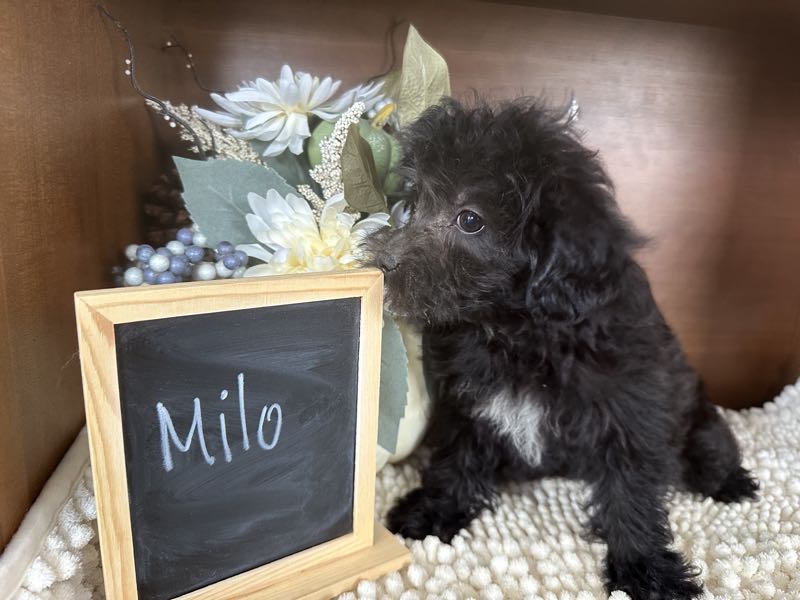 Milo - Yorkipoo Puppy