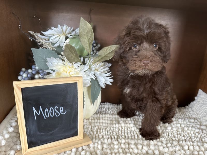 Moose - Yorkipoo Puppy