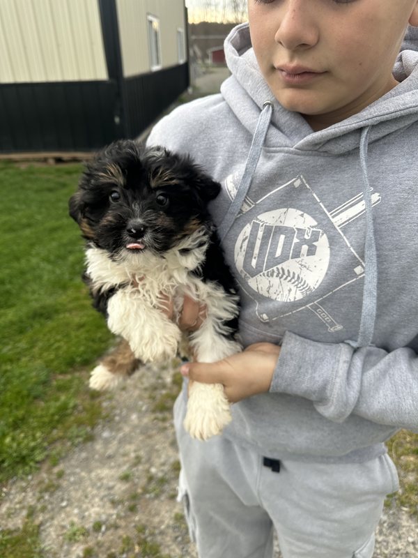 Bonnie - Mini Aussiedoodles Puppy
