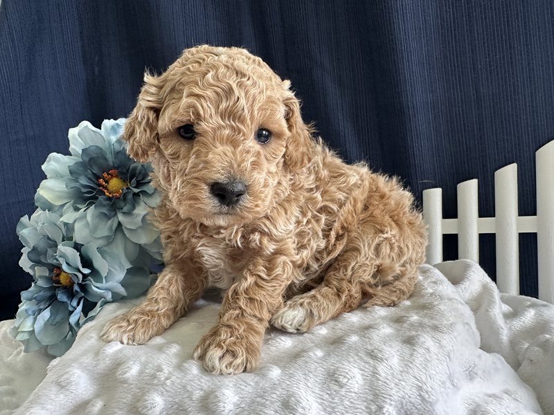 Max - Bichapoo Puppy