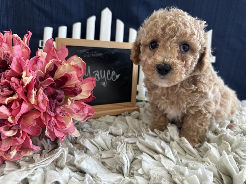 Mayce - Bichapoo Puppy