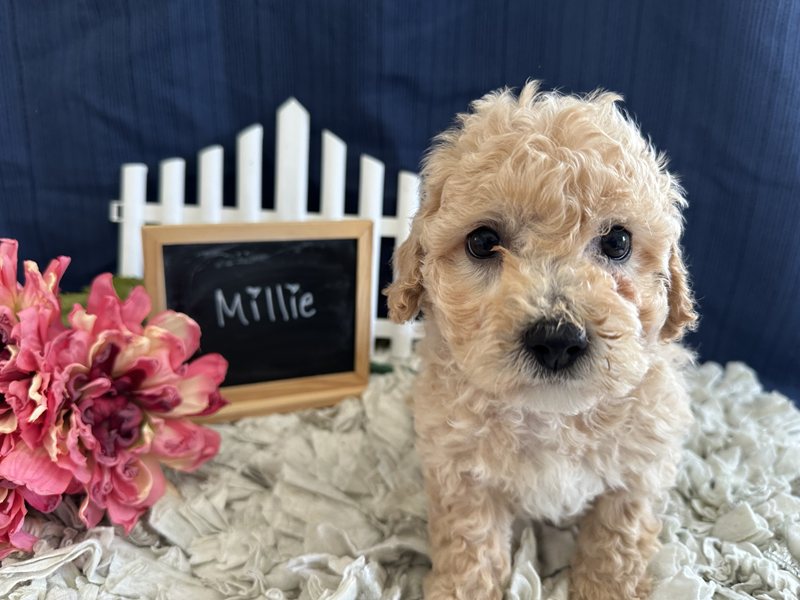 Millie - Bichapoo Puppy