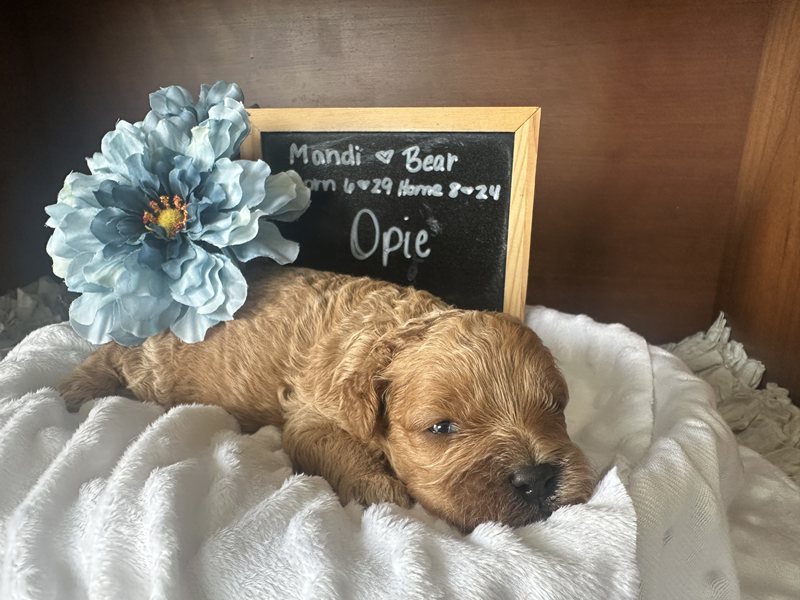 Opie - Cavapoo Puppy