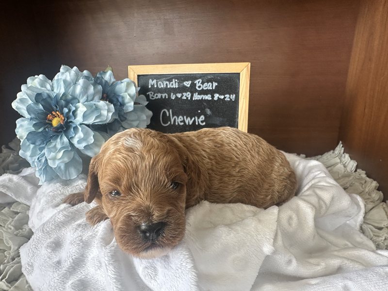 Chewie - Cavapoo Puppy
