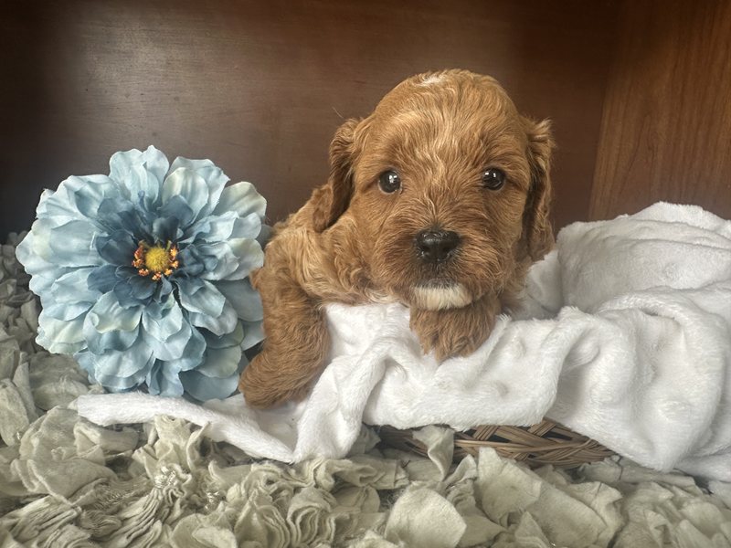Chewie - Cavapoo Puppy
