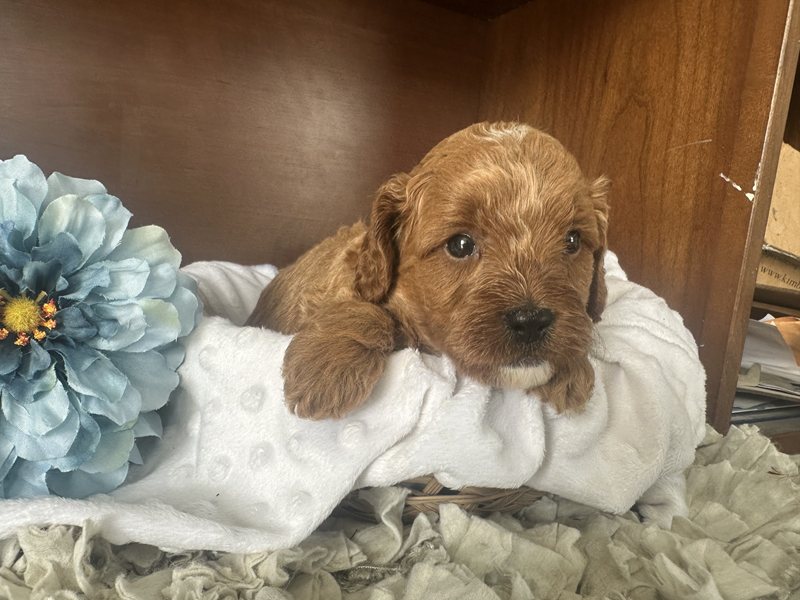 Chewie - Cavapoo Puppy
