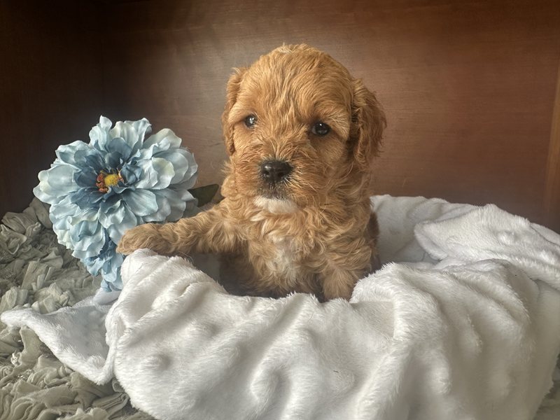 Opie - Cavapoo Puppy