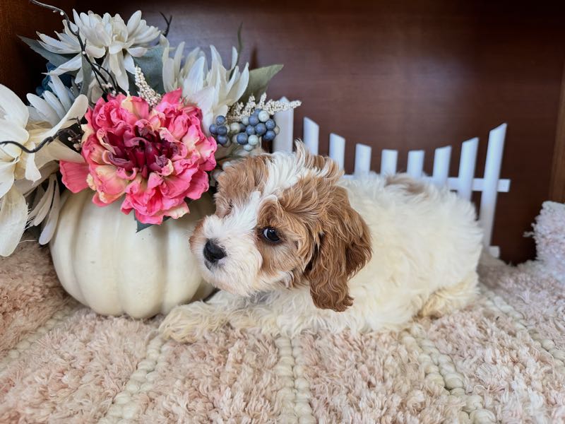 Bianca - Cavapoo Puppy