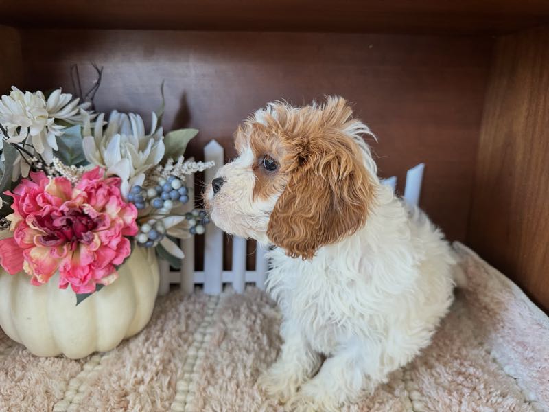 Bianca - Cavapoo Puppy