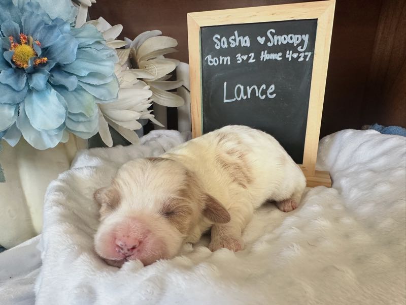Lance - Cavachon Puppy