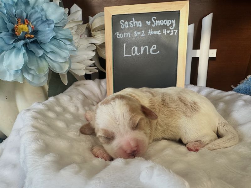 Lane - Cavachon Puppy