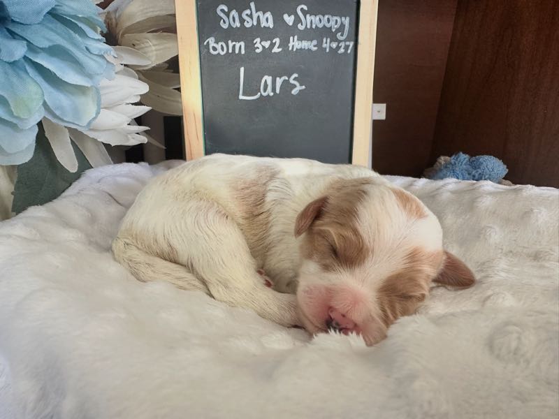 Lars - Cavachon Puppy