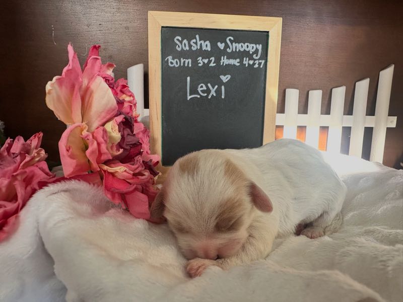 Lexi - Cavachon Puppy