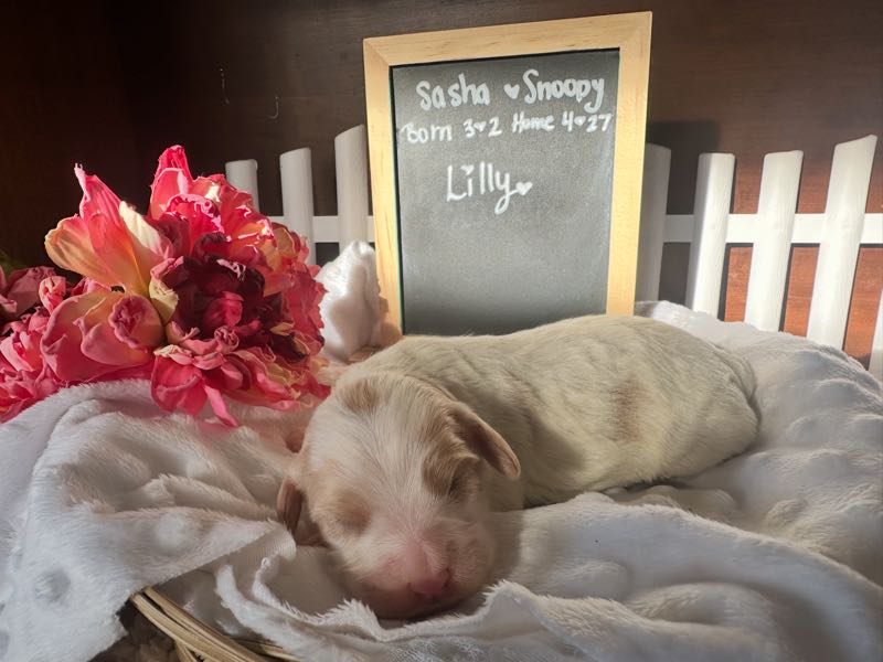 Lilly - Cavachon Puppy