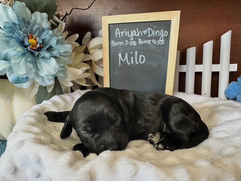 Milo - Cockapoo Puppy