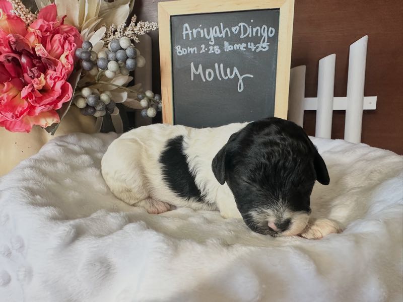 Molly - Cockapoo Puppy