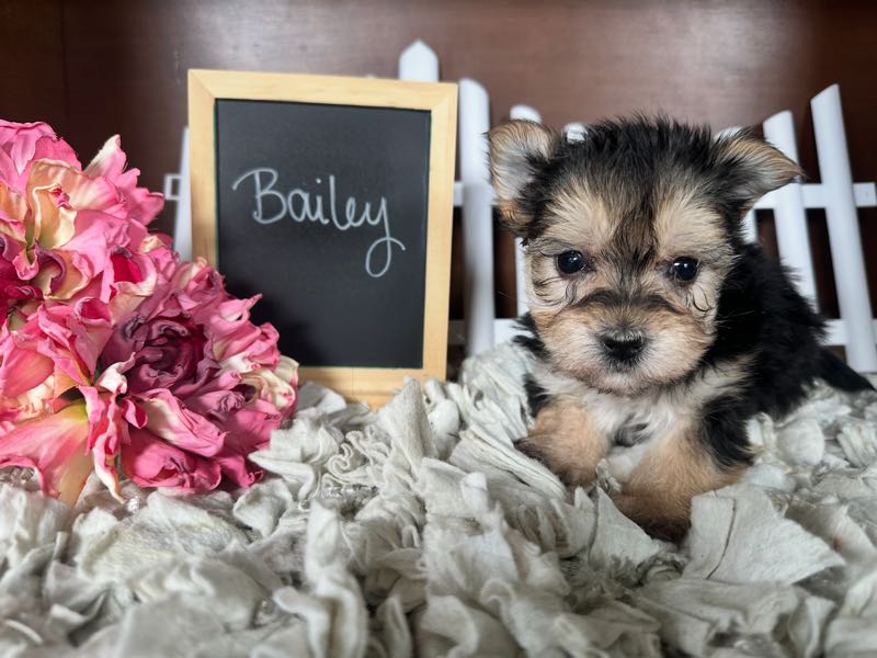 Bailey - Morkie Puppy