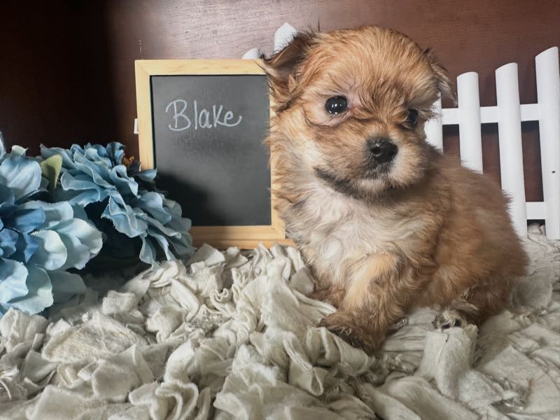 Blake - Morkie Puppy