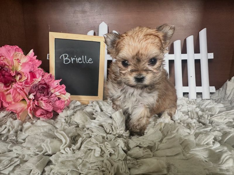 Brielle - Morkie Puppy