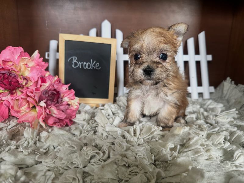 Brooke - Morkie Puppy