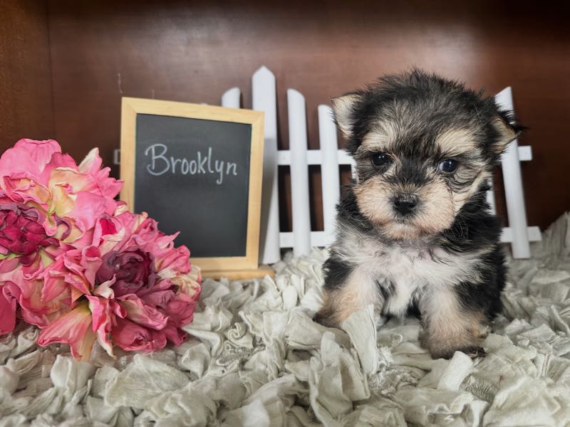Brooklyn - Morkie Puppy