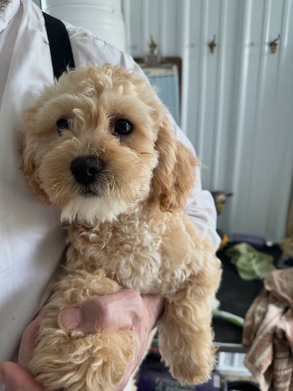 Claus - Shipoo Puppy